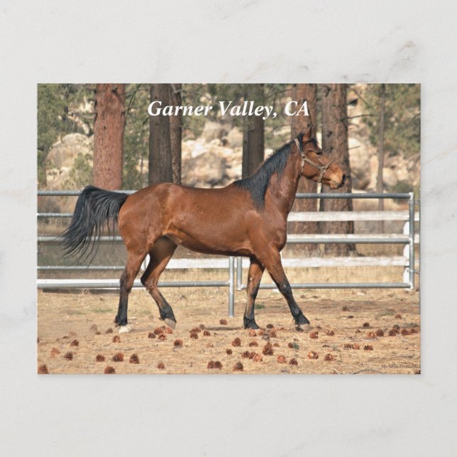 Garner Valley Postcard (Front)