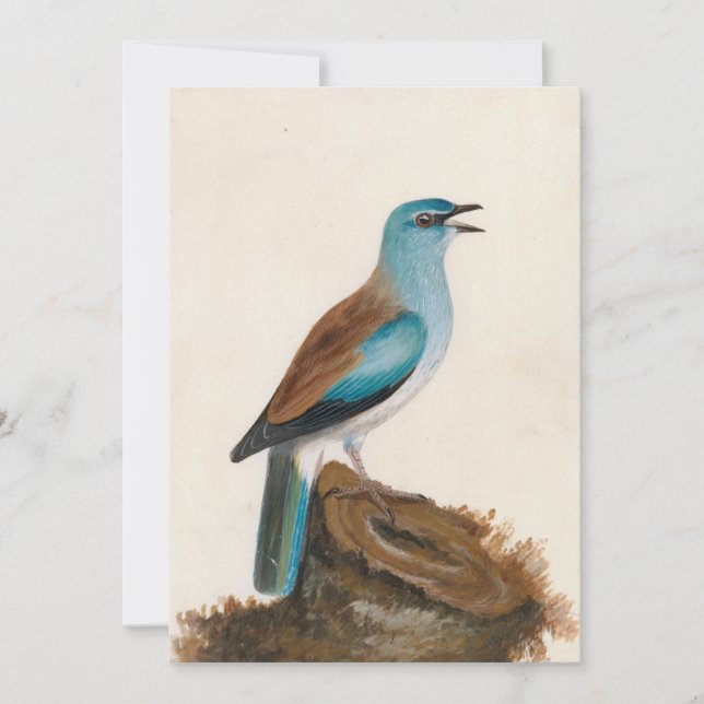 Garrulous Roller | William Lewin (Front)