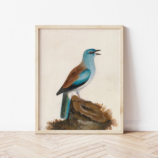 Garrulous Roller | William Lewin Poster (Creator Uploaded)