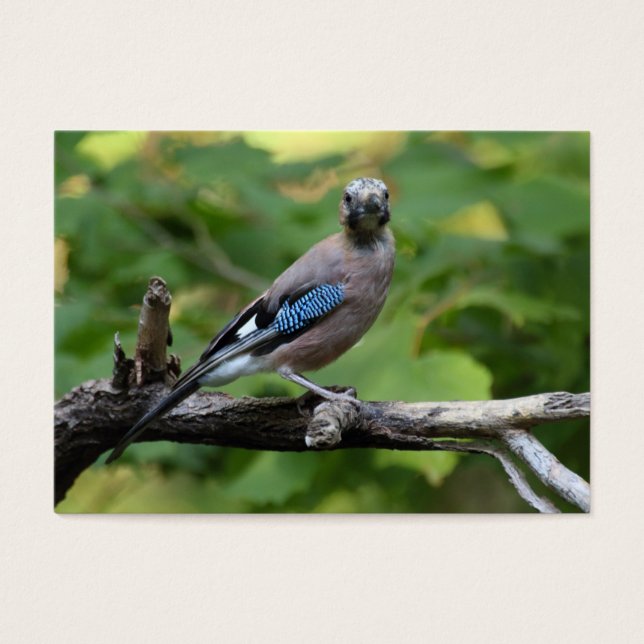 Garrulus glandarius - Eichelhäher (Front)
