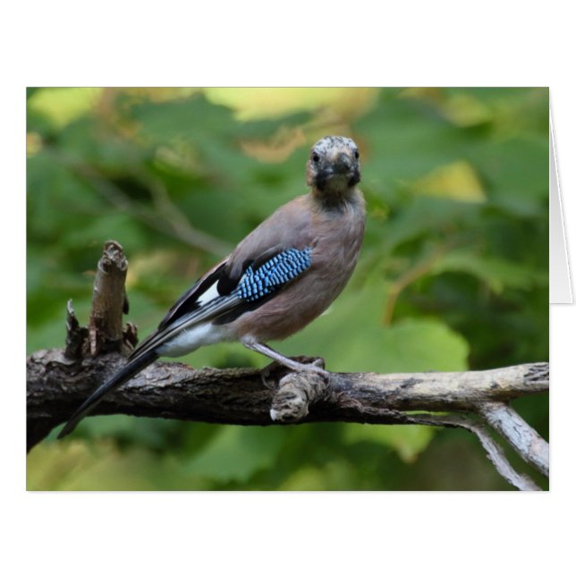Garrulus glandarius - Eichelhäher (Front Horizontal)