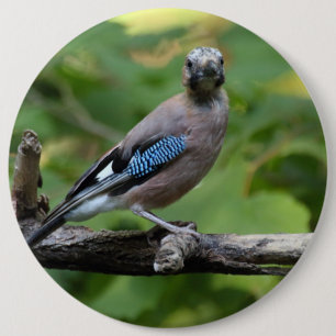Garrulus glandarius - Eichelhäher 6 Cm Round Badge