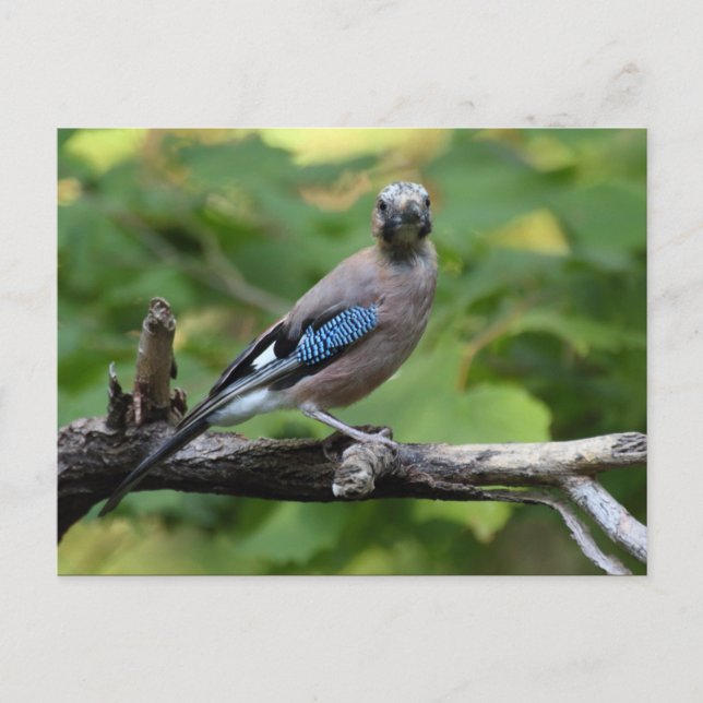 Garrulus glandarius - Eichelhäher Postcard (Front)
