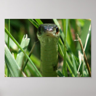 Garter Snake in the Grass Poster