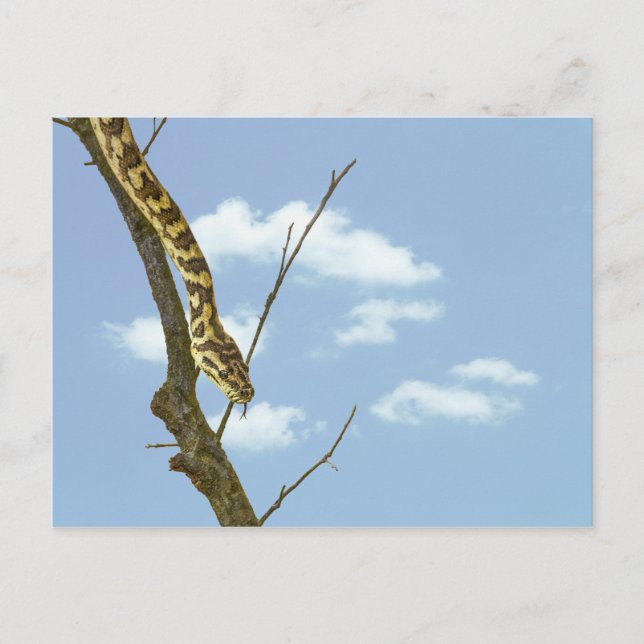 Garter Snake on a Limb against a Blue Sky Postcard (Front)