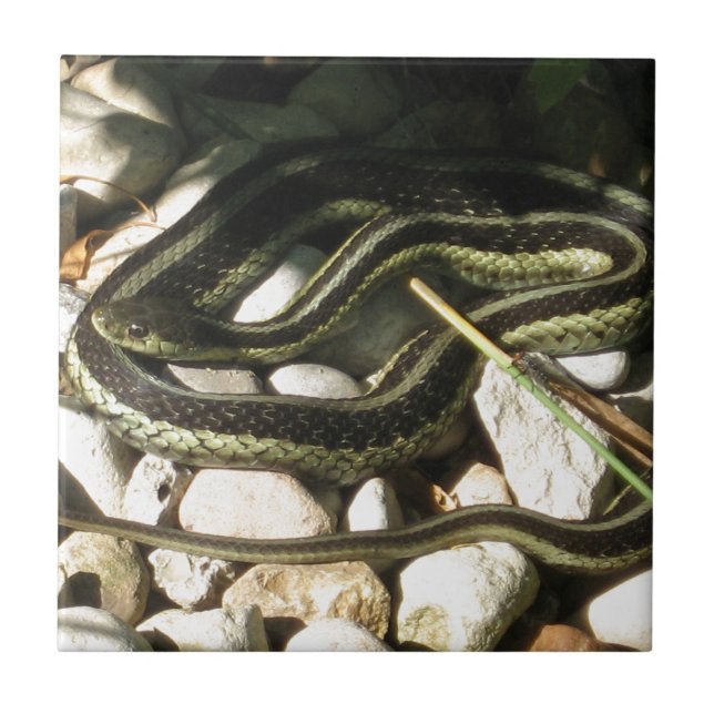 Garter Snake on Rocks Ceramic Tile (Front)