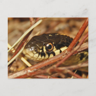 Garter Snake Postcard