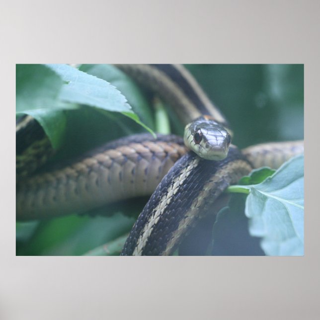 Garter Snake Poster (Front)
