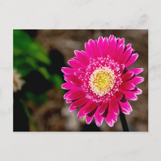 Garvinea Sweet Fiesta Gerber Daisy Announcement Postcard (Front)
