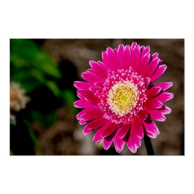 Garvinea Sweet Fiesta Gerber Daisy Poster (Front)