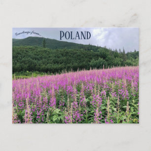 Gąsienicowa Valley Zakopane Poland Postcard