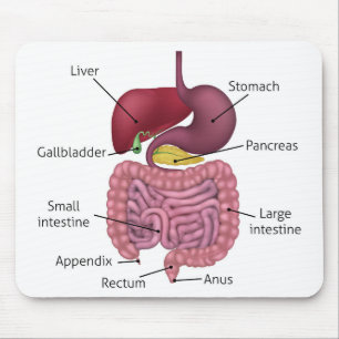 Gastrointestinal Digestive System and Labels Mouse Pad