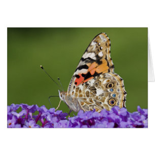 Gathering Nectar Card