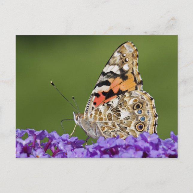 Gathering Nectar Postcard (Front)