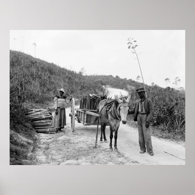 Gathering sisal, Nassau, Bahama Islands, c1900 Poster (Front)