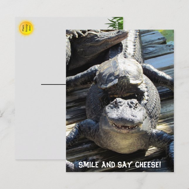 Gator and Turtle - Florida Tourist Postcard  (Front/Back)