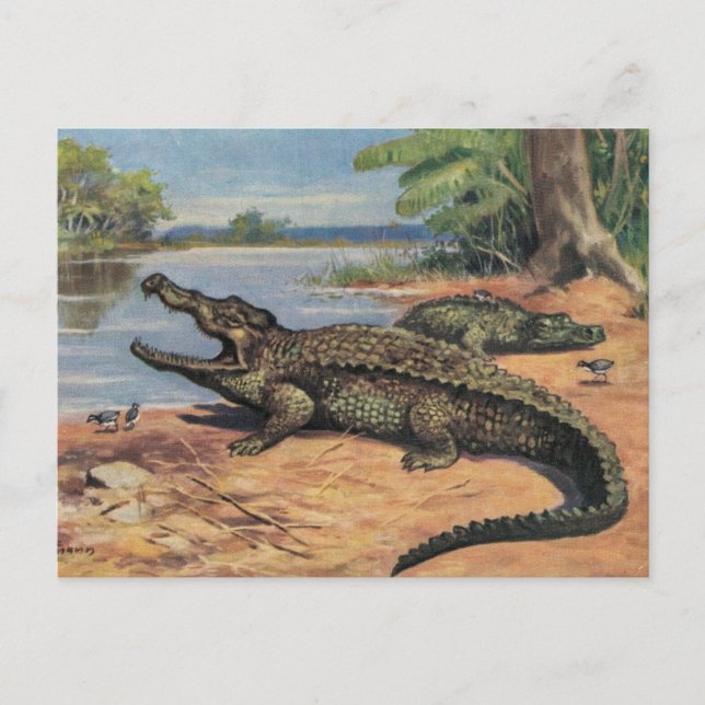 Gator Beach Postcard (Front)