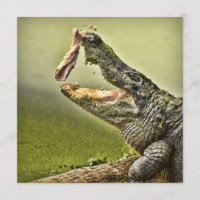 Gator Catching Lunch Wildlife Photography