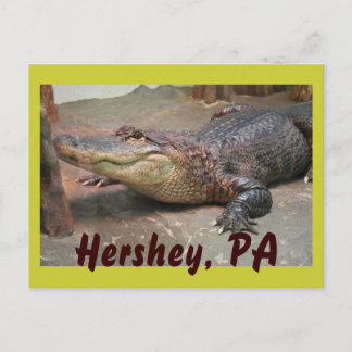 Gator Greeting from Hershey Postcard