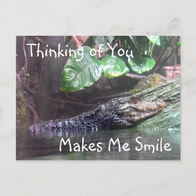 'Gator Grins: Thinking of You - Postcard (Front)