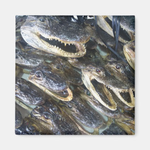 Gator Head Magnet