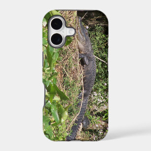 Gator luv zoom pic