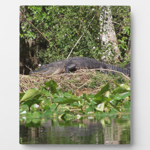 Gator luv zoom pic plaque