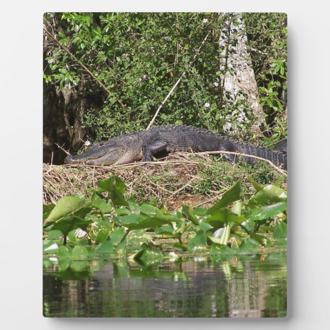 Gator luv zoom pic plaque (Front)
