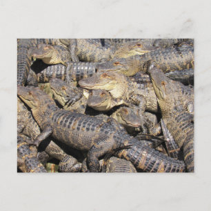 Gator Pile Postcard