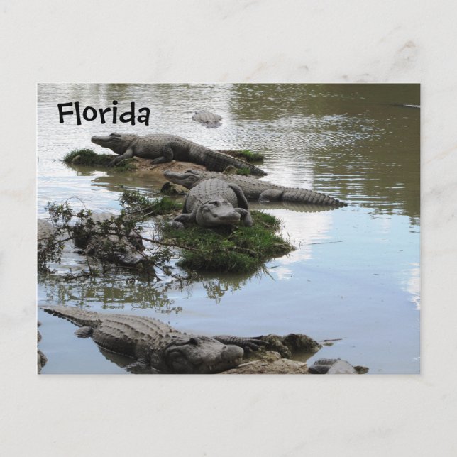 Gator Pond Postcard (Front)