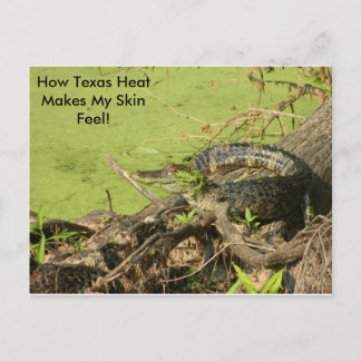 Gator Postcard