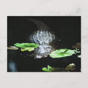 Gator Postcard