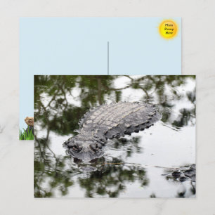Gator Reflections in the Swamp Postcard