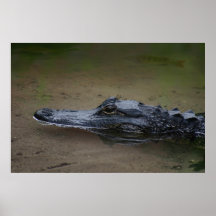 Gator Resting Poster -36x24 -other sizes available
