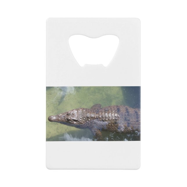 gator swimming (Front)
