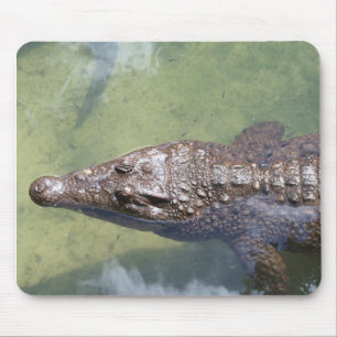gator swimming mouse pad