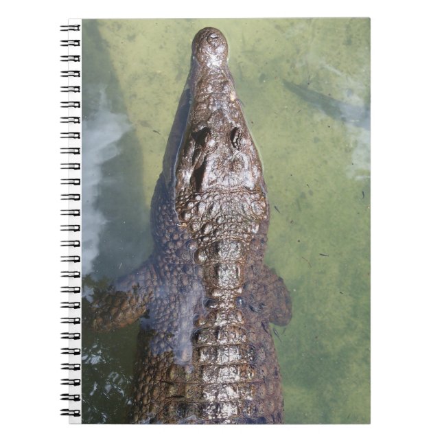 gator swimming notebook (Front)