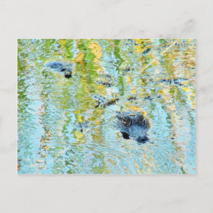 Gators Aligators Swamps Postcard