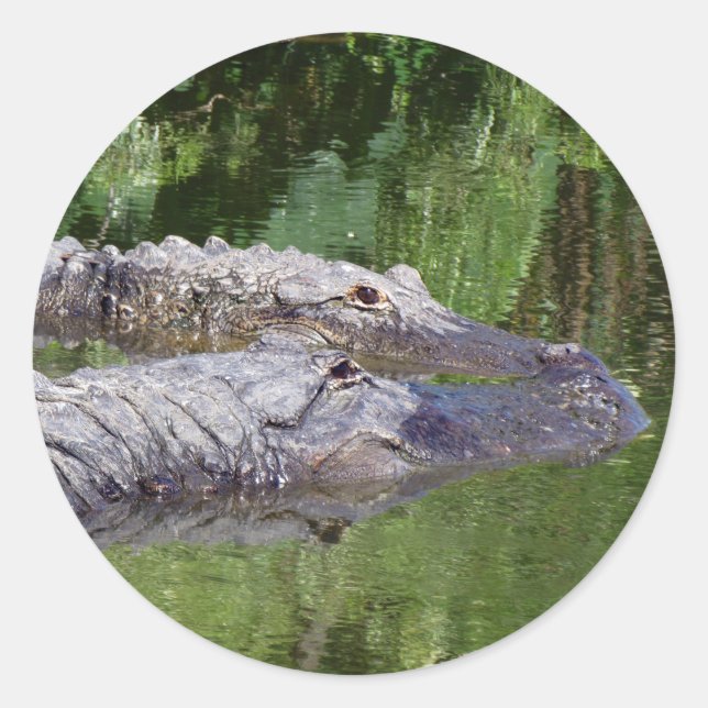 Gators in Love Stickers (Front)