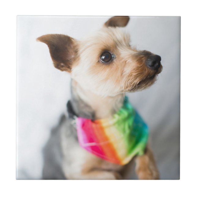 Gay Pride Rainbow Dog | Yorkshire Terrier Ceramic Tile (Front)