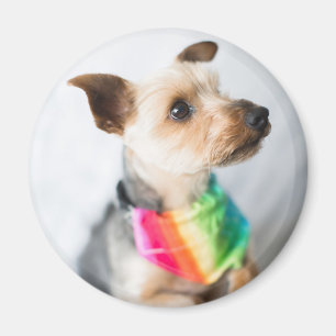 Gay Pride Rainbow Dog   Yorkshire Terrier Magnet