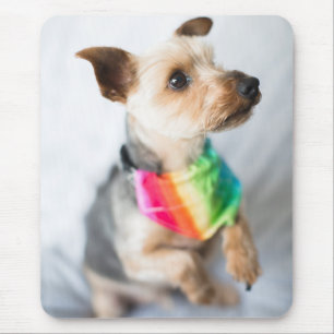 Gay Pride Rainbow Dog Yorkshire Terrier Mouse Pad