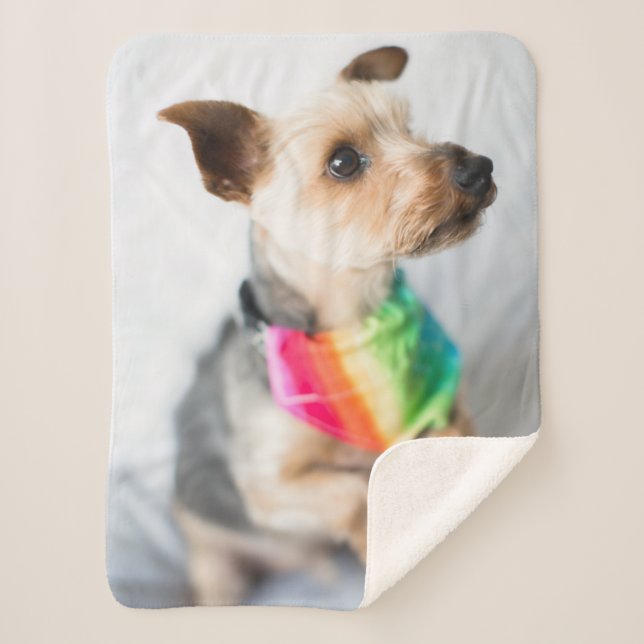 Gay Pride Rainbow Dog | Yorkshire Terrier Sherpa Blanket (Front)