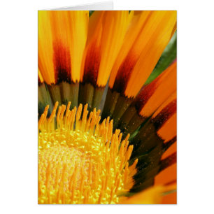 Gazania