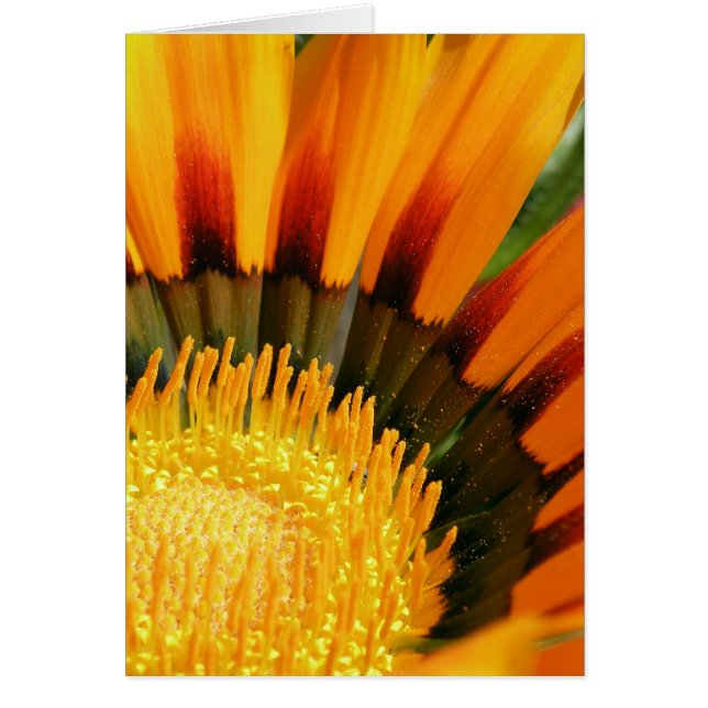 Gazania (Front)
