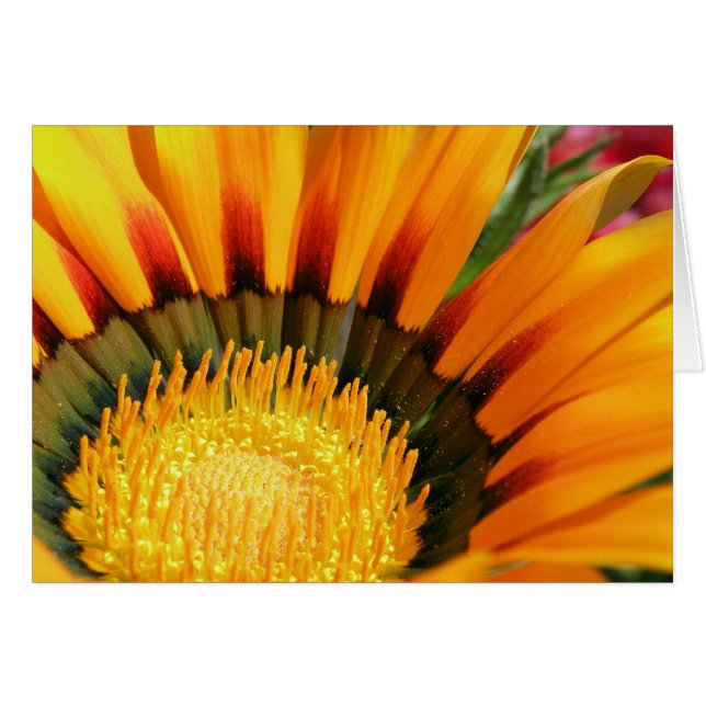 Gazania (Front Horizontal)