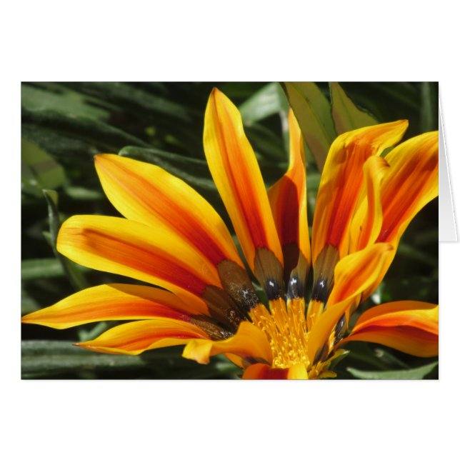 Gazania Bloom (Front Horizontal)