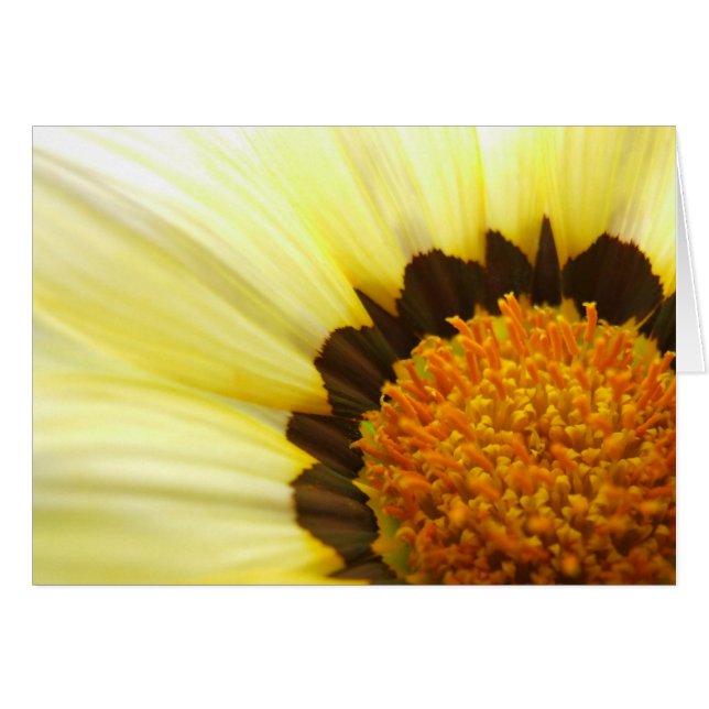 Gazania Card (Front Horizontal)