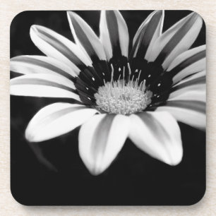 Gazania Coaster