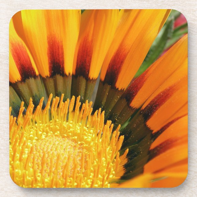 Gazania Coaster (Front)